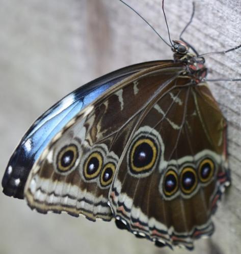 Réf. 237 902 : Morpho helenor peleides